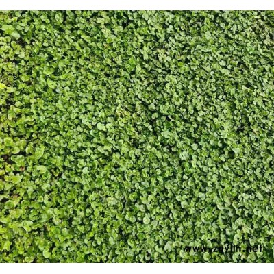 馬蹄金草坪價(jià)格表-彌勒馬蹄金草坪-安寧銘巖草坪種植園