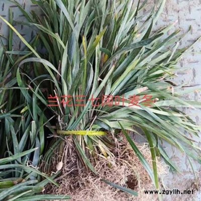 日本麥冬草品種 麥冬草出售 李斌麥冬草