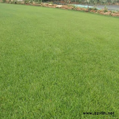 昆明混播草-混播草廠家-安寧建勇草坪(推薦商家)