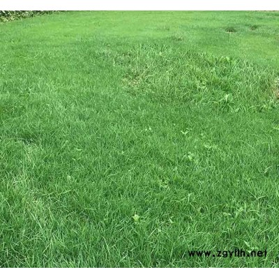 臨滄剪股穎草坪-安寧銘巖草坪批發(fā)-剪股穎草坪報價