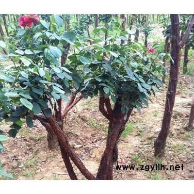 大連月季樹制作免費咨詢「多圖」