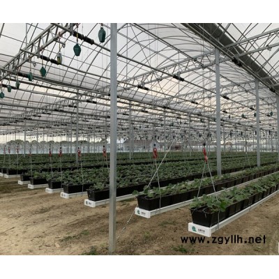 空中草莓無土種植槽哪里有-泓稷科技