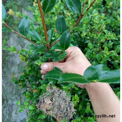 攀枝花油茶樹苗-白土鎮高產油茶苗圃-良種油茶樹苗