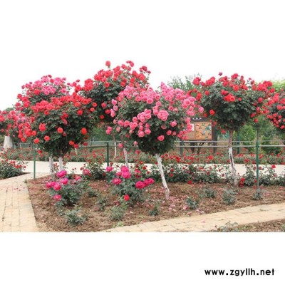 月季基地 6到7公分豐花月季咋批發(fā) 種豐花月季品種