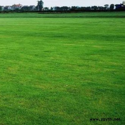 李斌麥冬草 浙江狗尾草價值 浙江狗尾草銷售