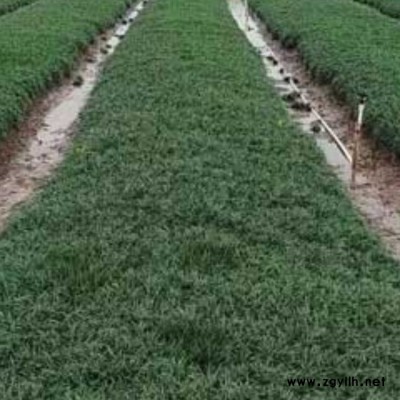 李斌麥冬草 四季常青細葉麥冬草批發基地