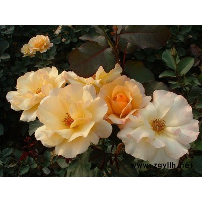 批發(fā)月季基地(圖)-南陽大花月季批發(fā)-哈爾濱南陽大花月季