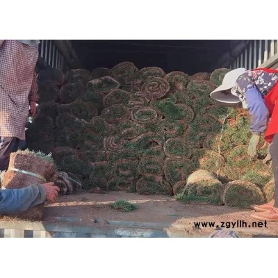 百慕大混播草批發基地-百慕大混播草-云南建勇混播草坪批發