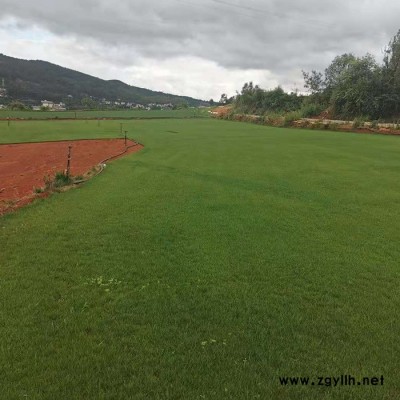 云南混播草草坪-混播草草坪公司-安寧建勇草坪(推薦商家)