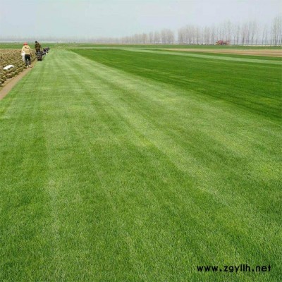 芒市草坪綠化-建勇真草坪惠-草坪綠化報價