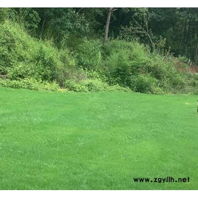 剪股穎草坪價(jià)格表-安寧剪股穎草坪-安寧銘巖草坪報(bào)價(jià)