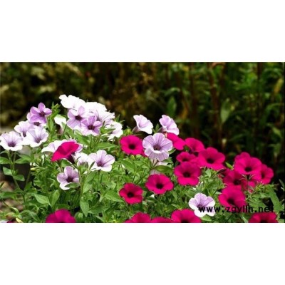 武漢綠植養(yǎng)護(hù)-雅淳花卉租擺