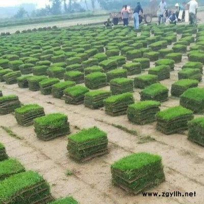 剪股穎草坪批發基地-安寧建勇草坪(在線咨詢)-芒市剪股穎草坪
