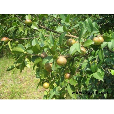 良種油茶樹苗-油茶樹苗-高產油茶苗圃基地 (查看)