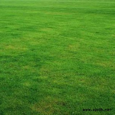 觀賞麥冬草一平米好些斤 短葉麥冬草批發 綠地麥冬草批發市場