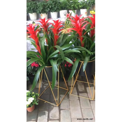 慶典花籃預定-美靜園藝花卉出租設計-光谷開業花籃