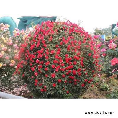 出口大花月季苗批發(fā) 園林綠化大花月季批發(fā) 月季基地