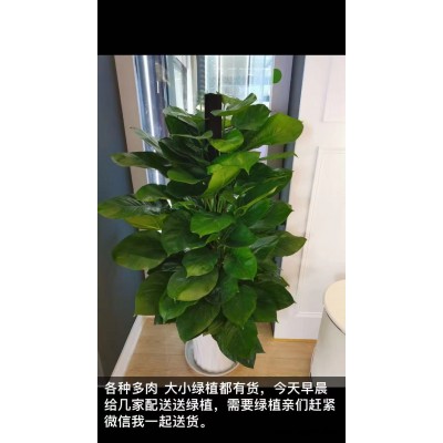 武漢植物出租-美靜園藝綠植出租設計