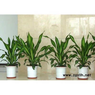 武漢綠化養(yǎng)護(hù)-雅淳花卉出租-綠化養(yǎng)護(hù)施工