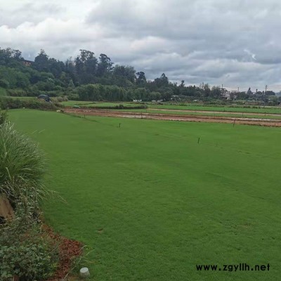 草坪-安寧建勇真草坪價格低-草坪多少錢