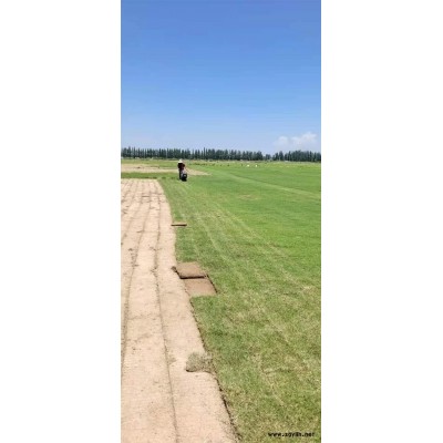 綠化養護-雅淳租花-公園綠化養護