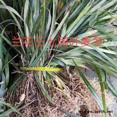 廣西狗尾草行情 李斌麥冬草 山西狗尾草盆栽