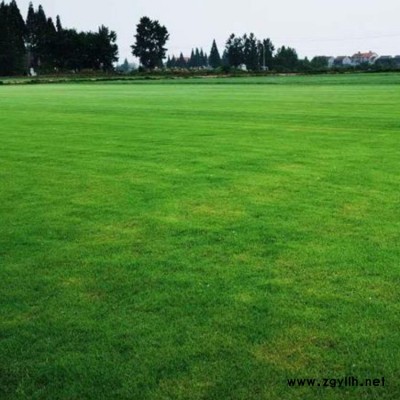 寧夏狗尾草一平方種植密度 李斌麥冬草 工地狗尾草一平米株