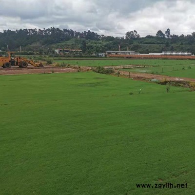 建勇真草坪惠(圖)-馬蹄金草坪費用-嵩明馬蹄金草坪