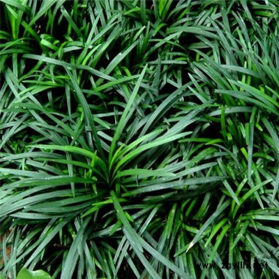 江蘇細葉麥冬草-圣茂麥冬草種植基地-細葉麥冬草價格