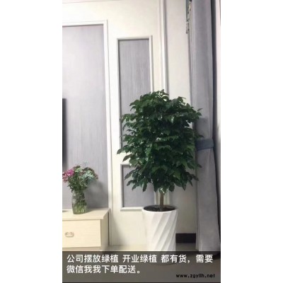 美靜園藝綠植出租設計(圖)-綠植租擺價格-硚口綠植租擺
