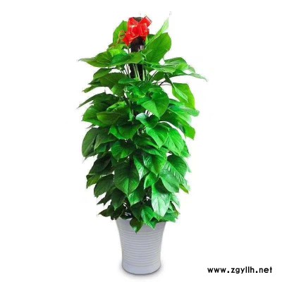 辦公室綠植養護-美靜園藝綠植花卉出租-硚口綠植養護