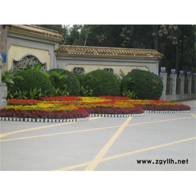 雅淳綠植租擺(多圖)-開業慶典花卉出租