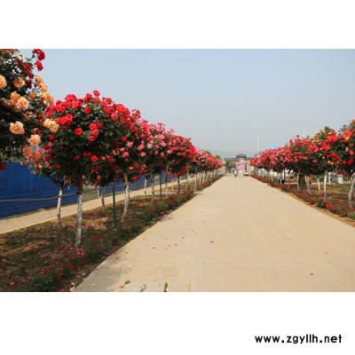 月季基地 園林綠化豐花月季苗 河南豐花月季葉子