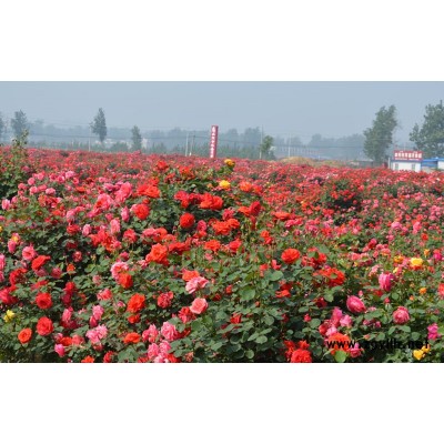 阜陽(yáng)月季花-德州月季花-南陽(yáng)月季基地(查看)
