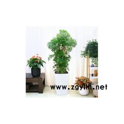 綠植養護-蔚森園林鮮花-綠植養護方案