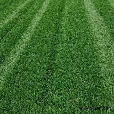 剪股穎草坪哪家好-畢節剪股穎草坪-建勇真草坪基地質量好