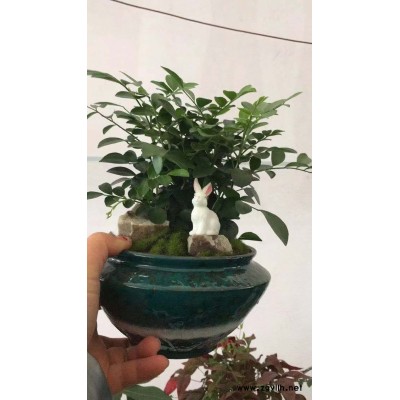 美靜園藝綠植租擺設計(圖)-綠植租擺價格-武漢綠植租擺