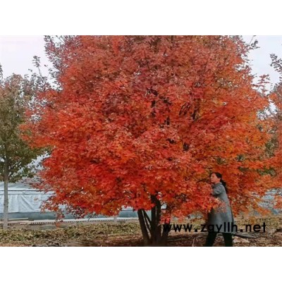 叢生紅點紅楓-叢生紅點紅楓5米批發(fā)價-金楓綠化(誠信商家)