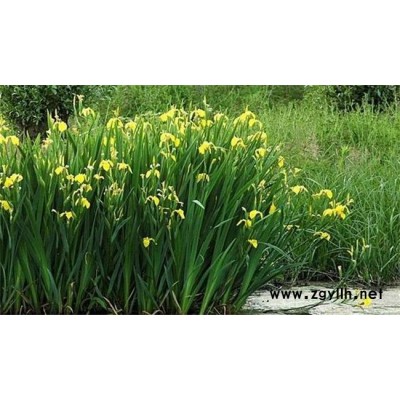 圣茂麥冬草種植基地(圖)-鳶尾基地-許昌鳶尾