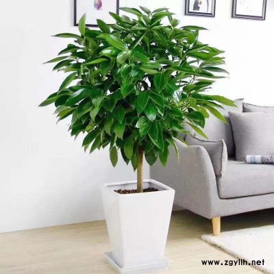 武漢植物租賃-美靜園藝花卉出租設計(在線咨詢)