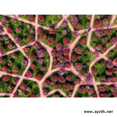 種植大花月季具體價格 城市美化用大花月季的品種 月季基地