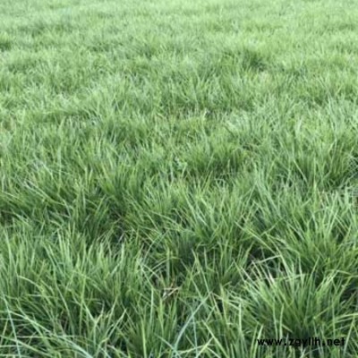 山東沿階草 中葉沿階草行情 李斌麥冬草