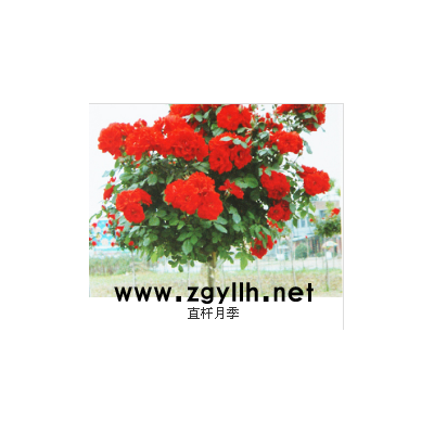 古樁月季價格-古樁月季-山林月季價格(查看)