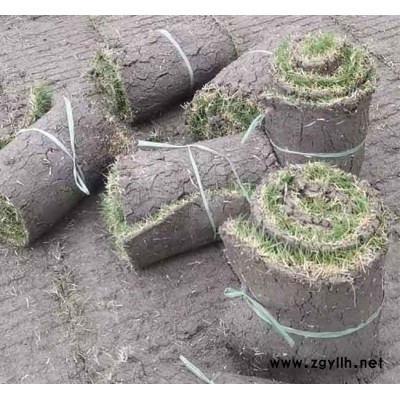 馬尼拉草坪批發(fā)商-德宏馬尼拉草坪-安寧銘巖草坪批發(fā)(查看)