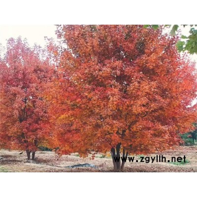 基地批發(fā)叢生紅點紅楓-金楓綠化(在線咨詢)-叢生紅點紅楓