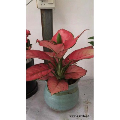 美靜園藝花卉租擺設計(圖)-大型綠植租擺-洪山綠植租擺