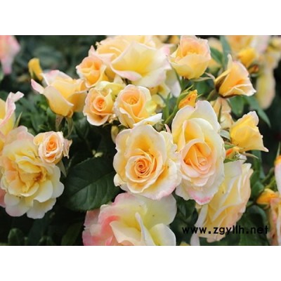 大花藤本月季-春誠月季基地供應(yīng)-大花藤本月季培育基地