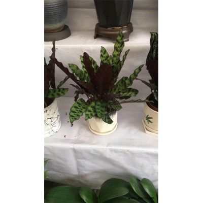 武漢植物出租-美靜園藝花卉租擺設計-盆栽植物出租