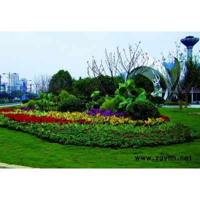 武漢綠化養護-雅淳租花(圖)