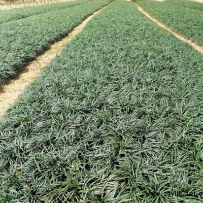 李斌麥冬草 山東吉祥草栽種時間 廣西吉祥草的形態特征